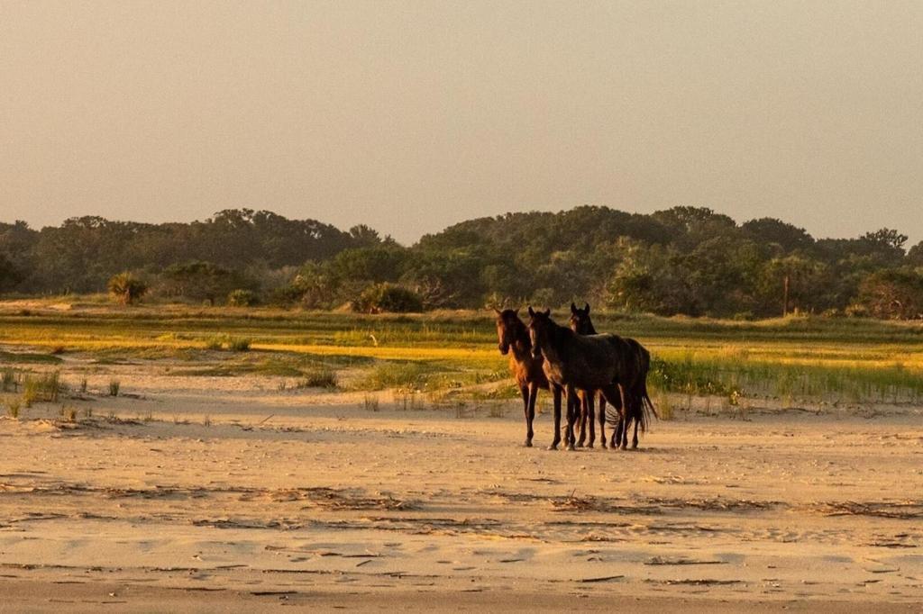 Amelia Island Oceanfront Condo เกาะอมีเลีย ภายนอก รูปภาพ