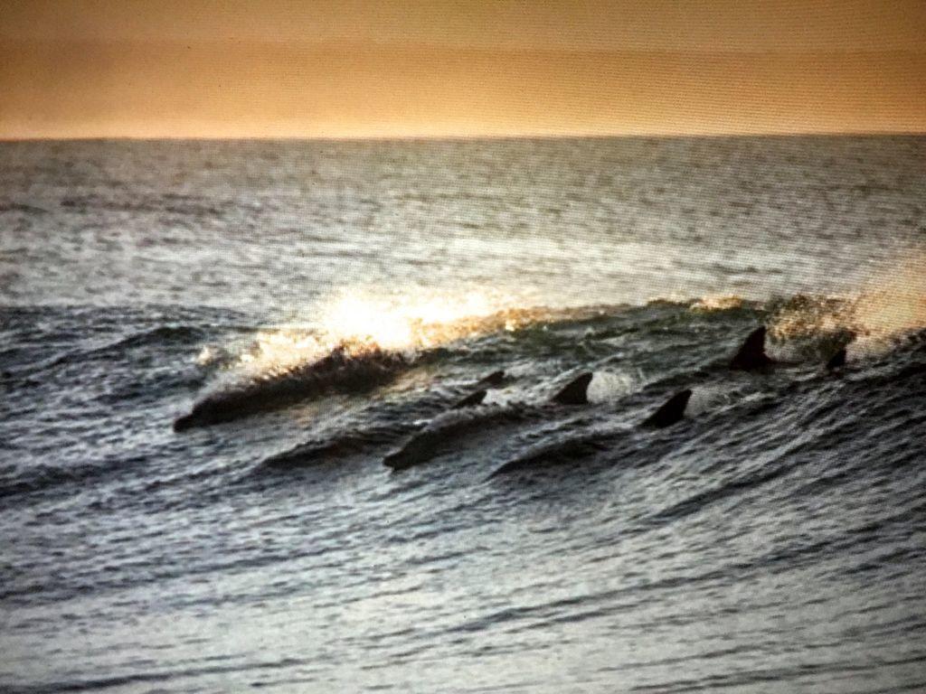 Amelia Island Oceanfront Condo เกาะอมีเลีย ภายนอก รูปภาพ